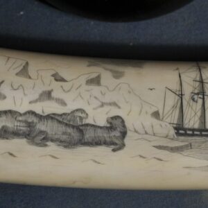 Scrimshaw wlarus tusk