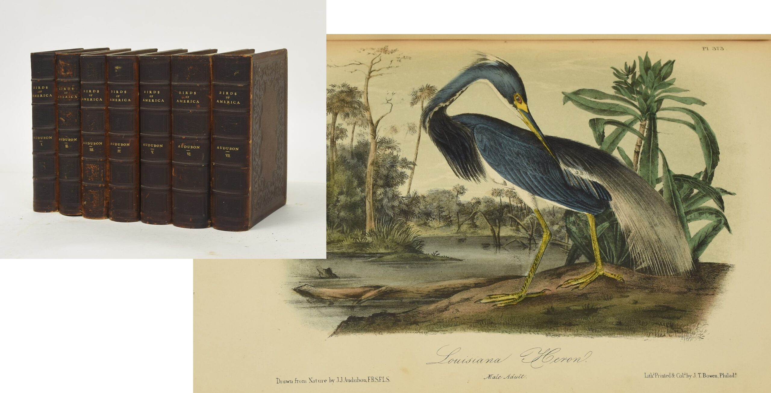 J.J. Audubon's ", 1860 Octavo edition
