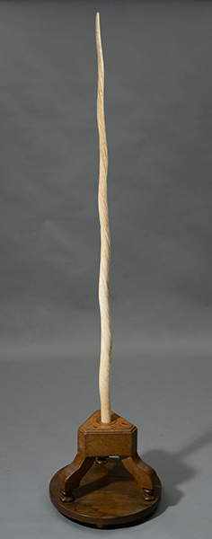 Antique Narwhal tusk