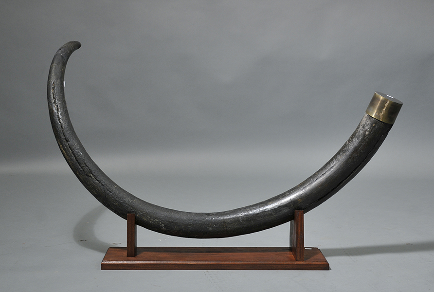 Mastodon tusk